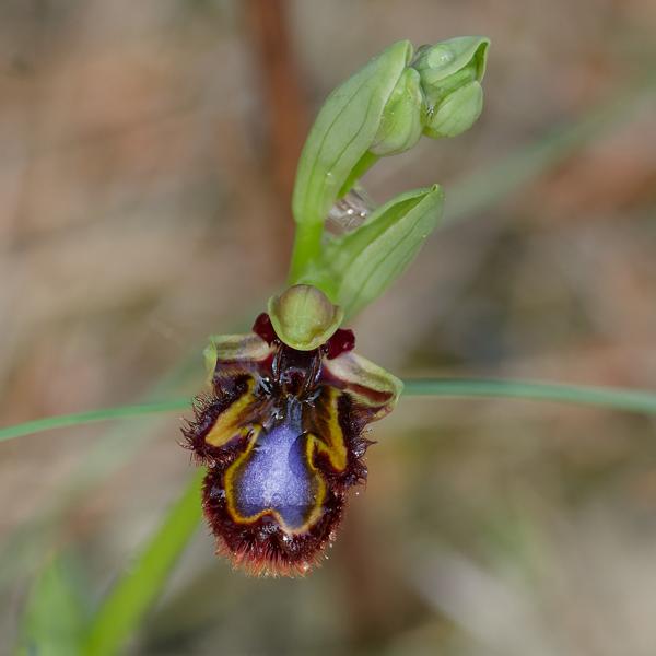 <h3><a href="/trips/ebro/biota/plantae/tracheophyta/liliopsida/asparagales/orchidaceae/ophrys speculum/ophrys speculum-nl.html">Ophrys&nbsp;speculum</a> / Mirror&nbsp;orchid / </h3>OM-1 Mark II met OLYMPUS M.300mm F4.0, 1/2000 sec  bij F4.0, ISO 1600, afstand 1.95&nbsp;m